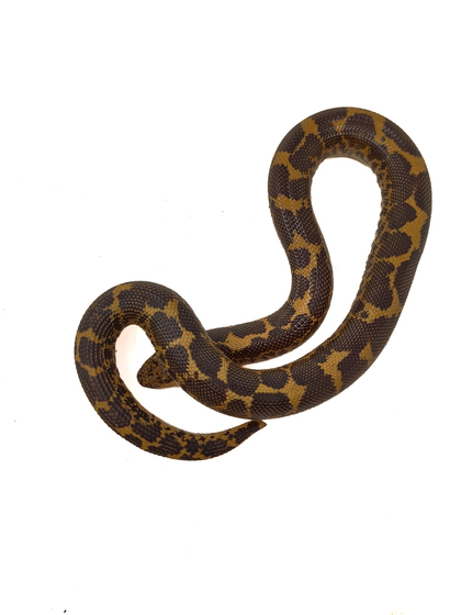 mwxm4